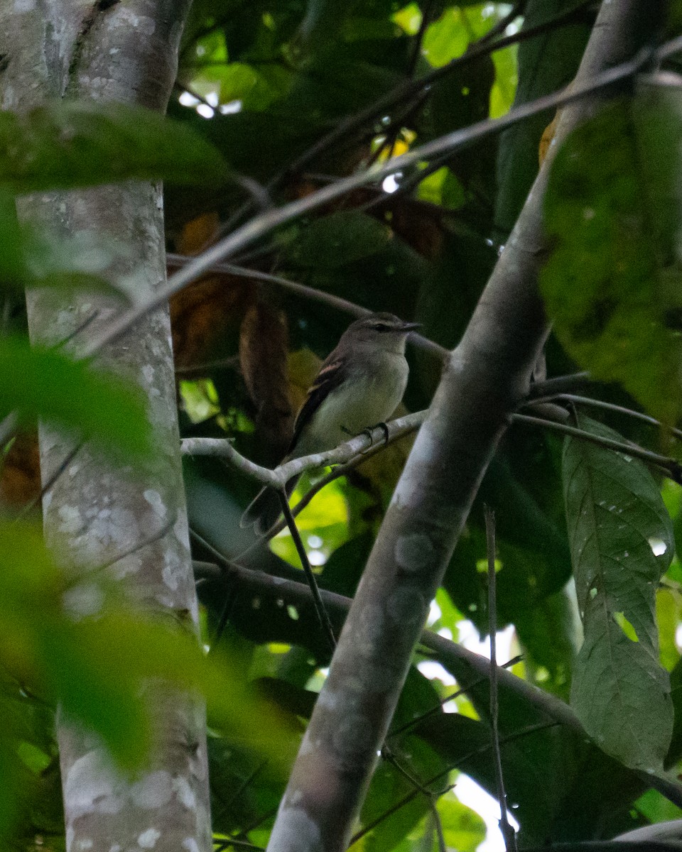 Fuscous Flycatcher - ML641467801