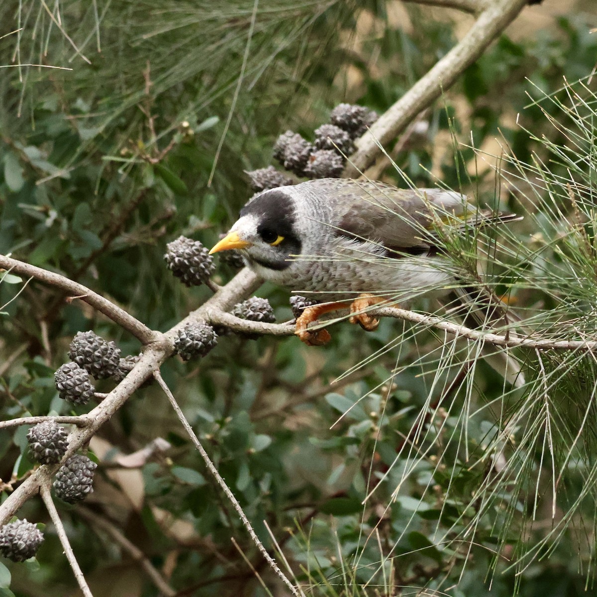 Noisy Miner - ML641467852
