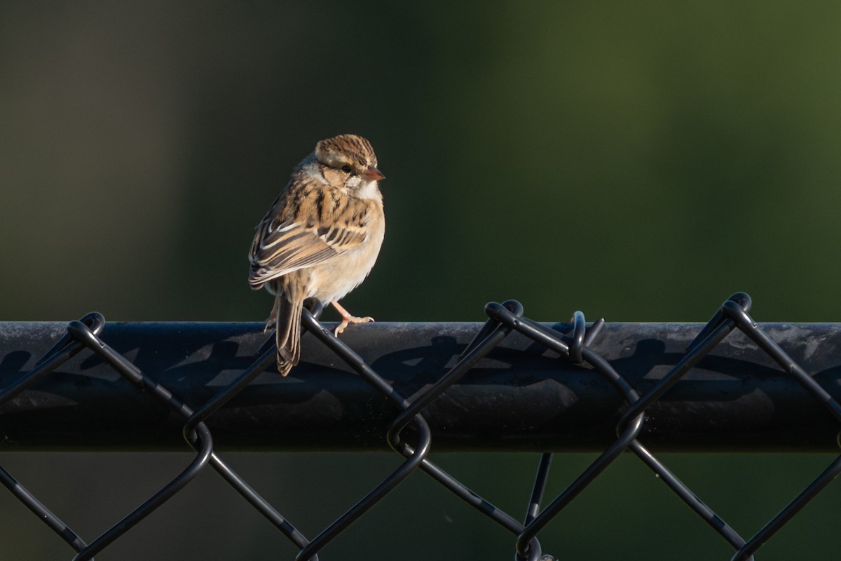 Clay-colored Sparrow - ML641467858