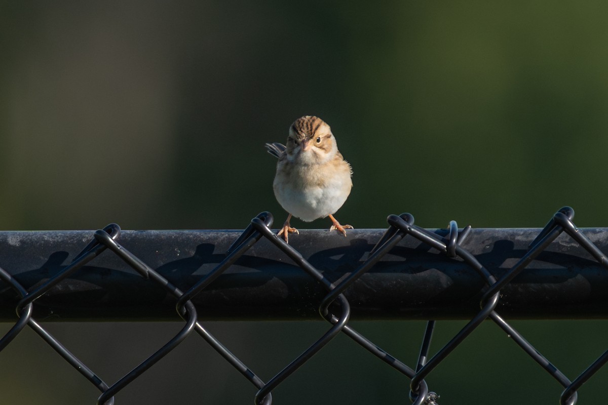 Clay-colored Sparrow - ML641467859