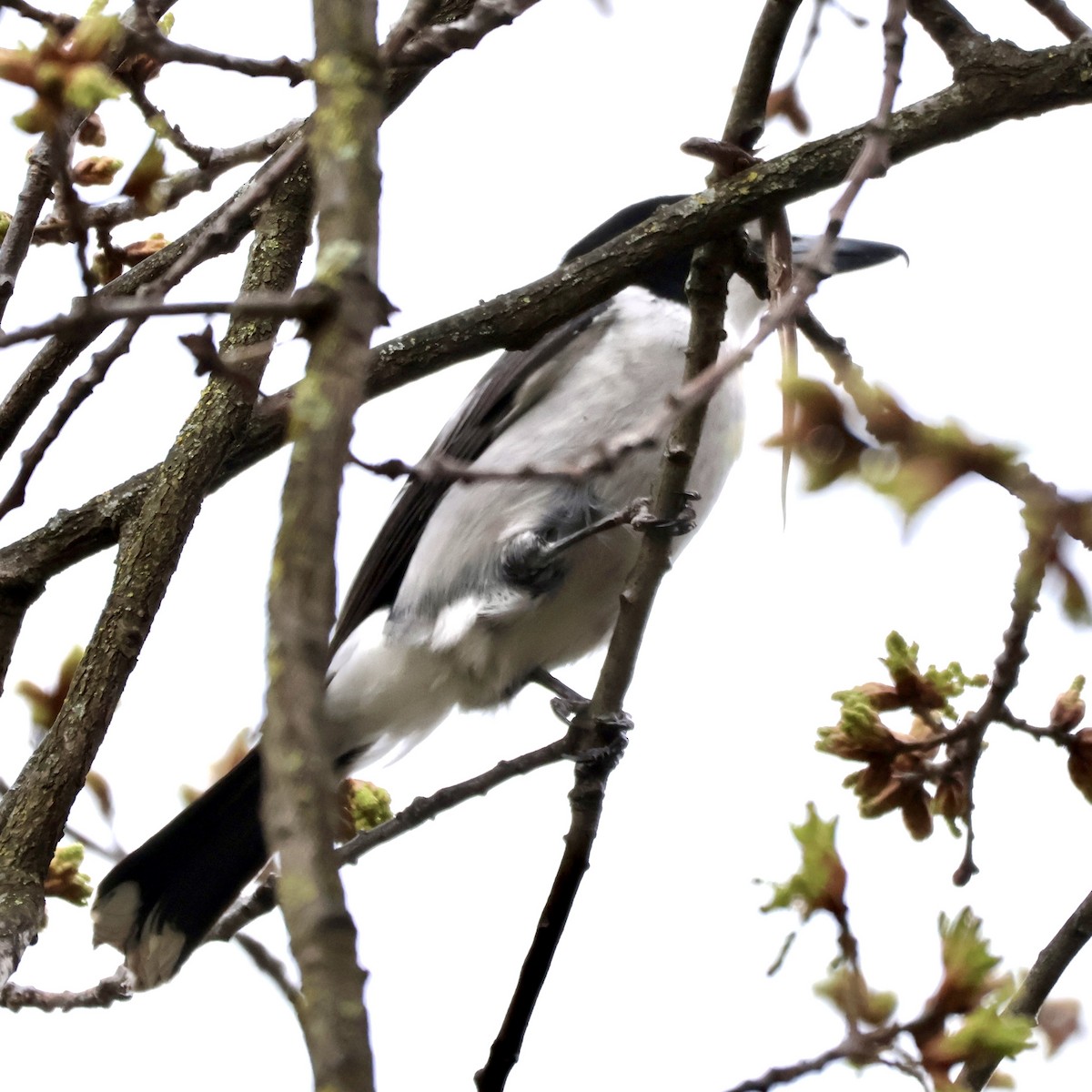 Gray Butcherbird - ML641467860
