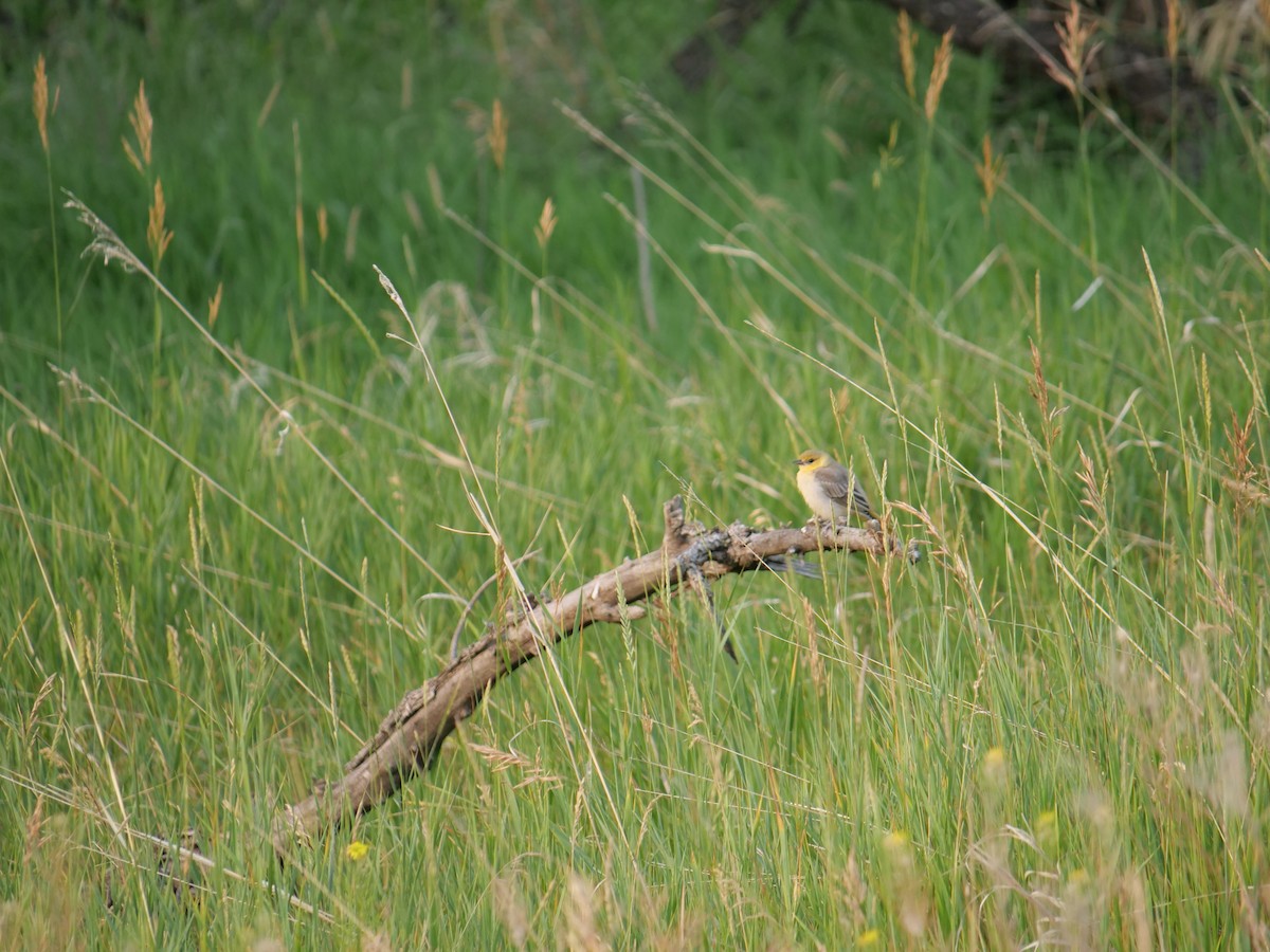 Bullock's Oriole - ML641467863