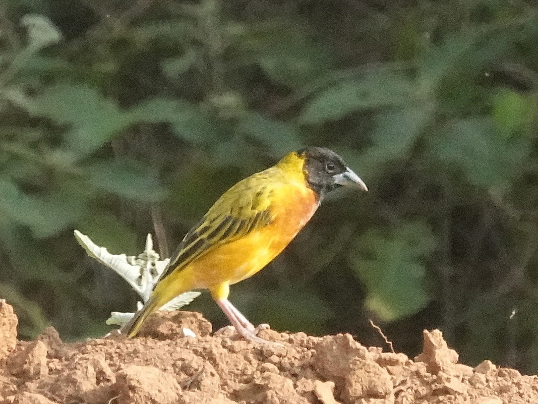 Black-headed Weaver - ML641467864