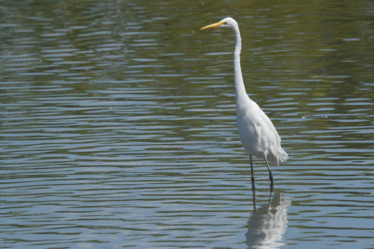Great Egret - ML641467902