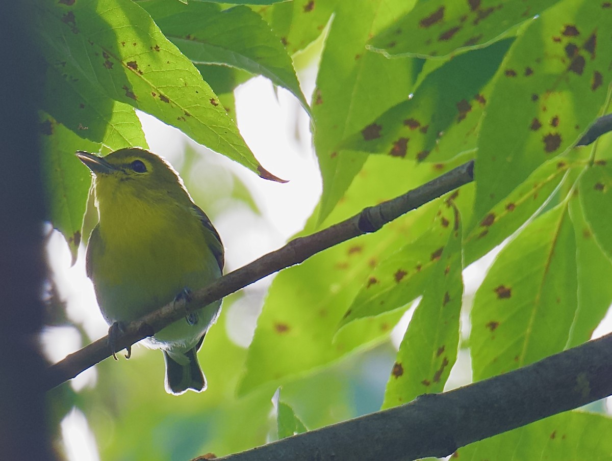 Yellow-throated Vireo - ML641467937