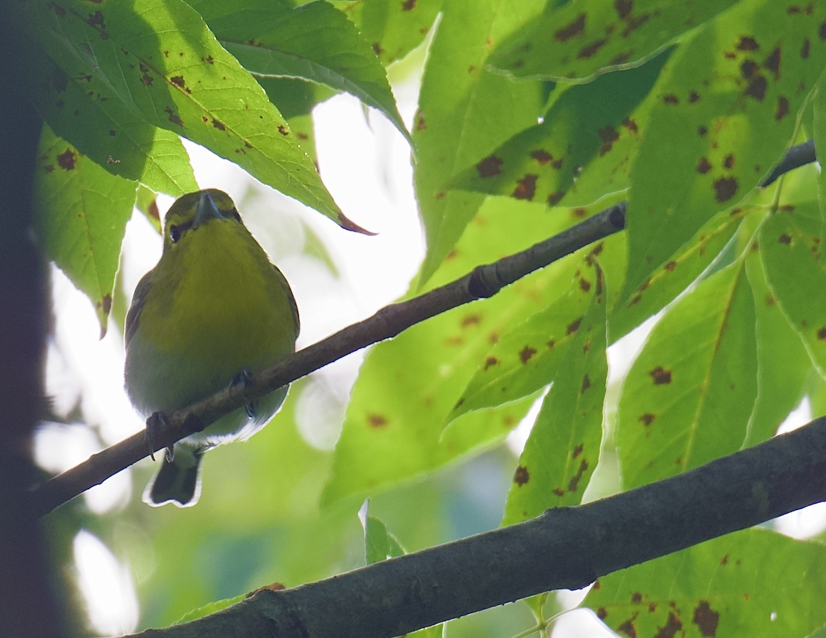 Yellow-throated Vireo - ML641467945