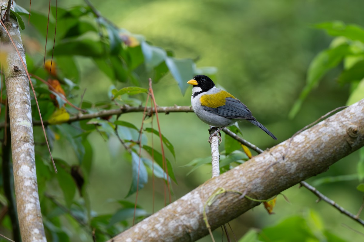 Golden-winged Sparrow - ML641467947