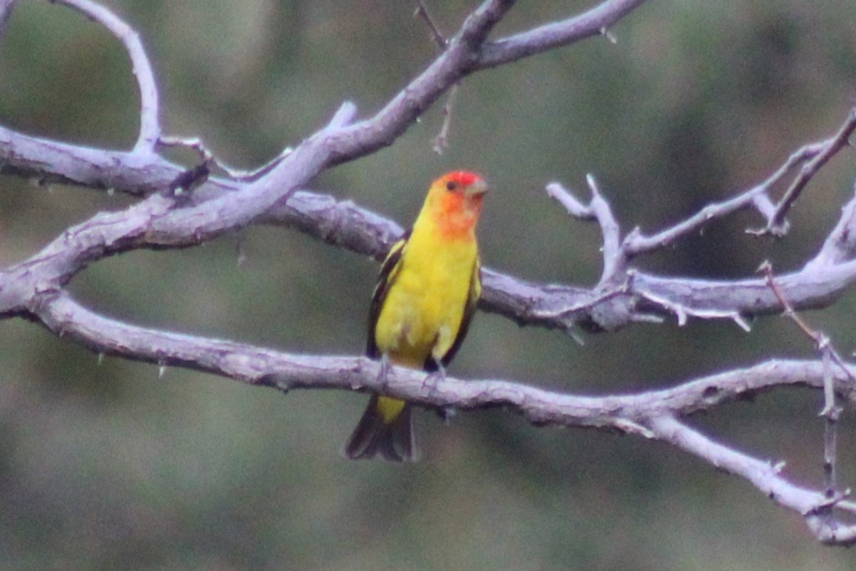 Western Tanager - ML641467951