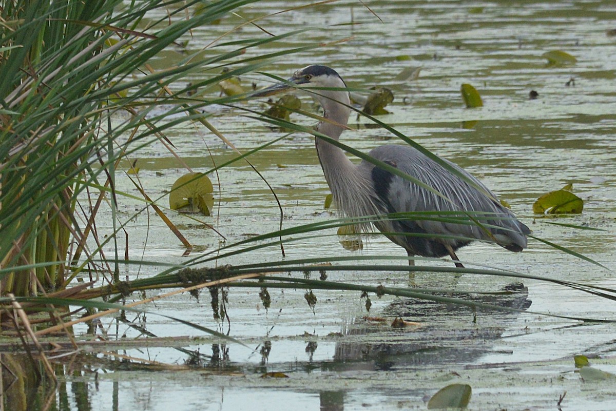 Great Blue Heron - ML641467960