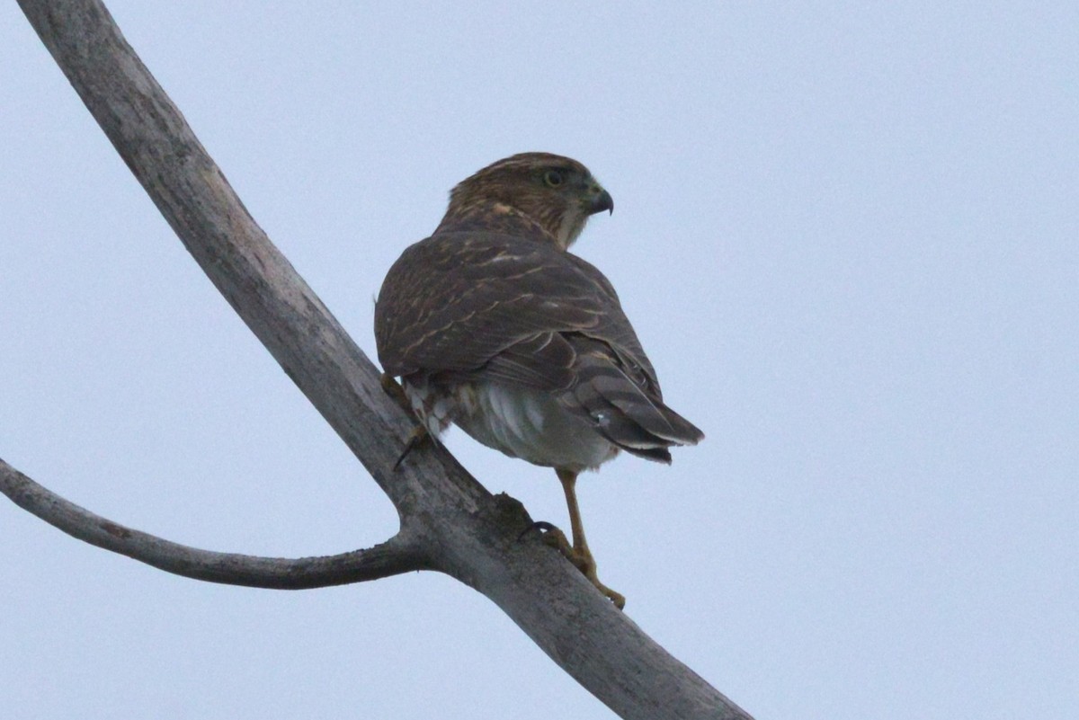 Cooper's Hawk - ML641467986