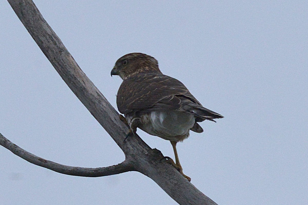 Cooper's Hawk - ML641467987