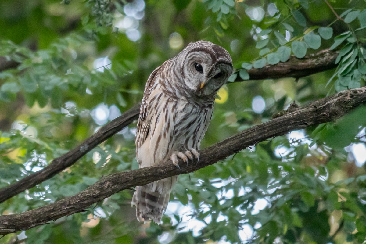 Barred Owl - ML641467998