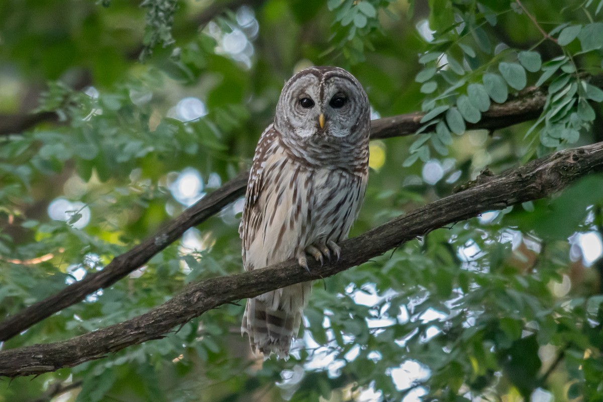 Barred Owl - ML641467999