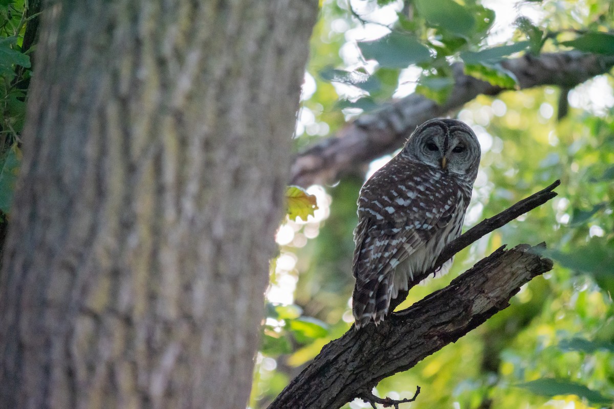 Barred Owl - ML641468001