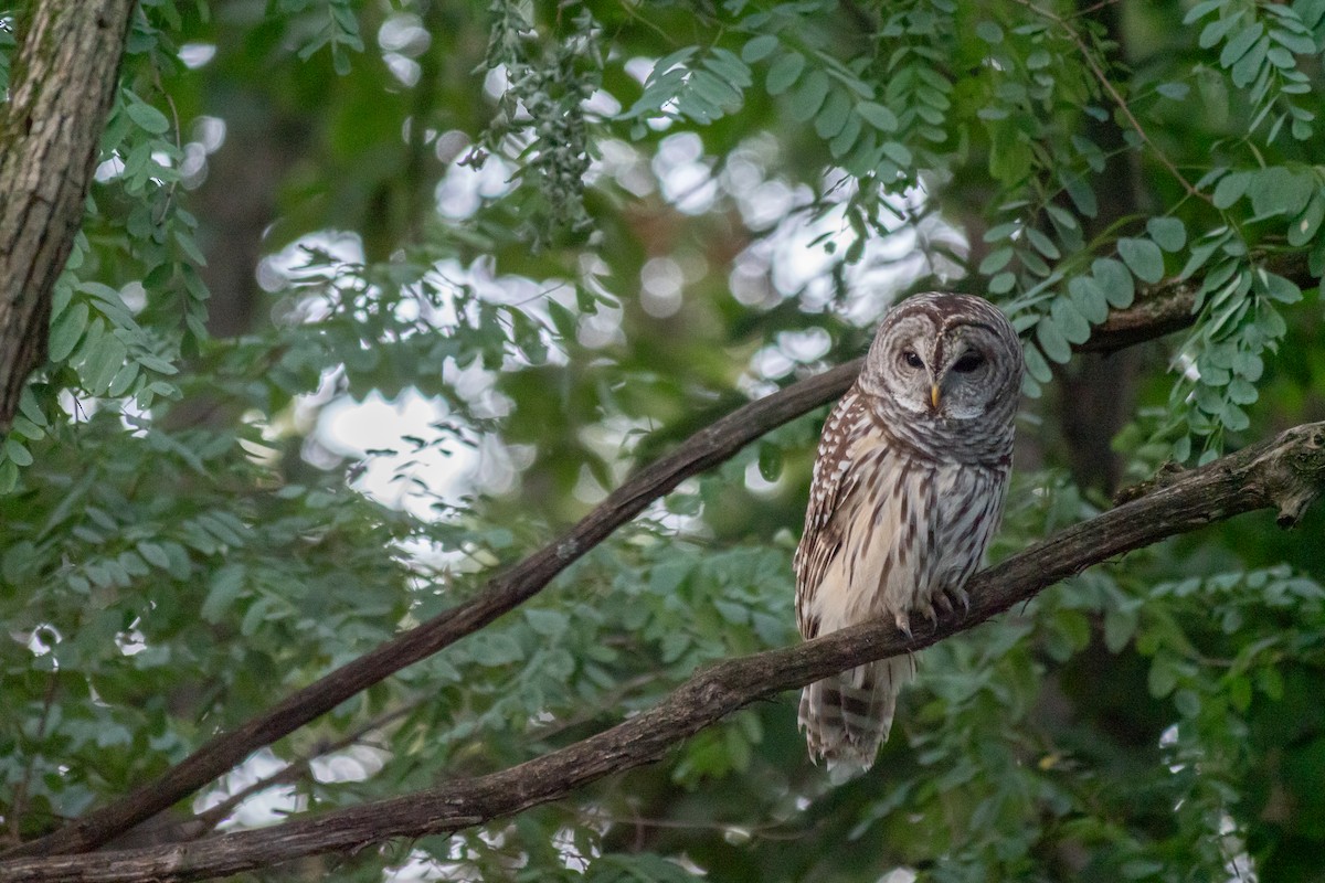 Barred Owl - ML641468002