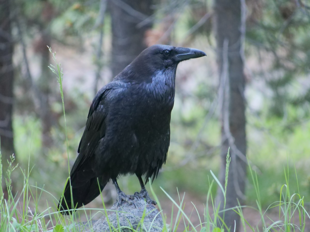 ワタリガラス - ML641468066