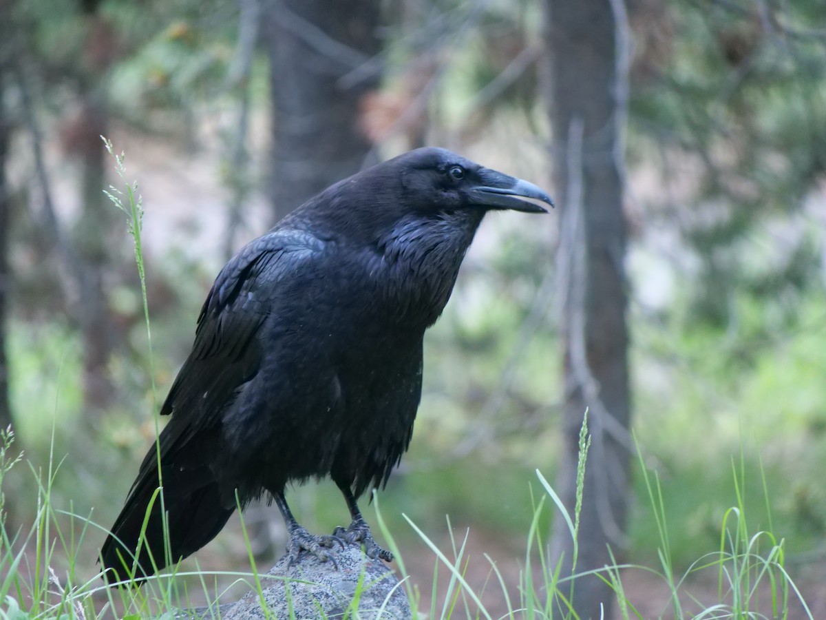 ワタリガラス - ML641468067