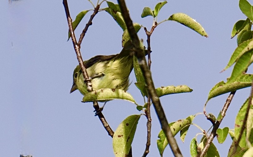 Scarlet Tanager - ML641468073