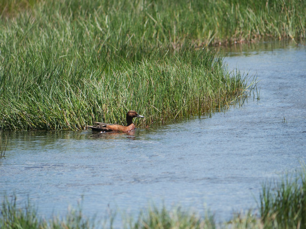 アカシマアジ - ML641468088