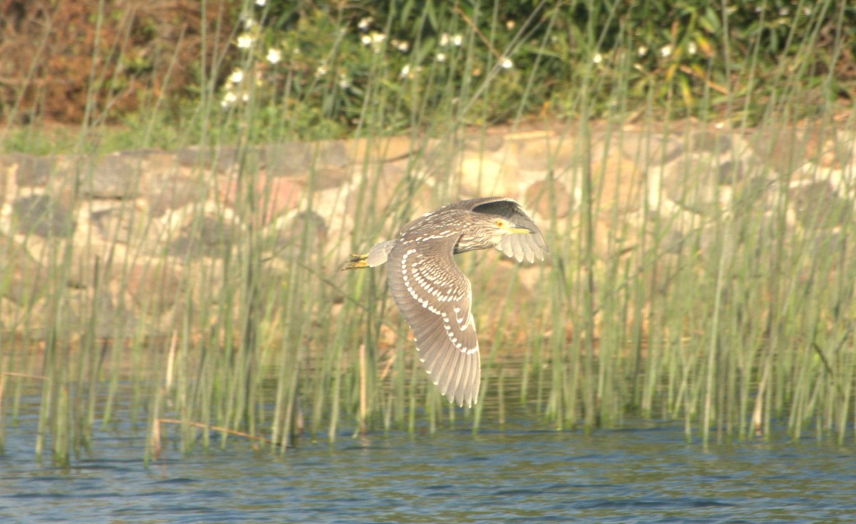Black-crowned Night Heron - ML641468089