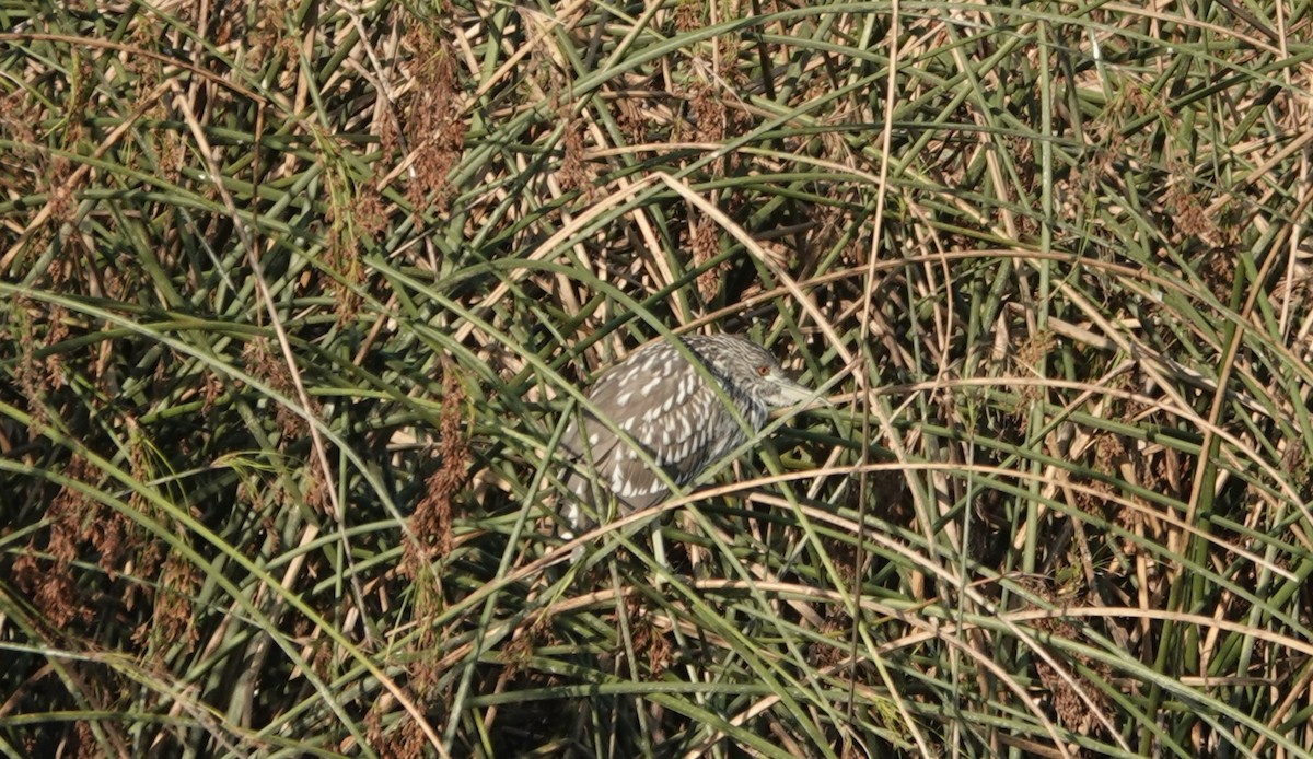 Black-crowned Night Heron - ML641468103