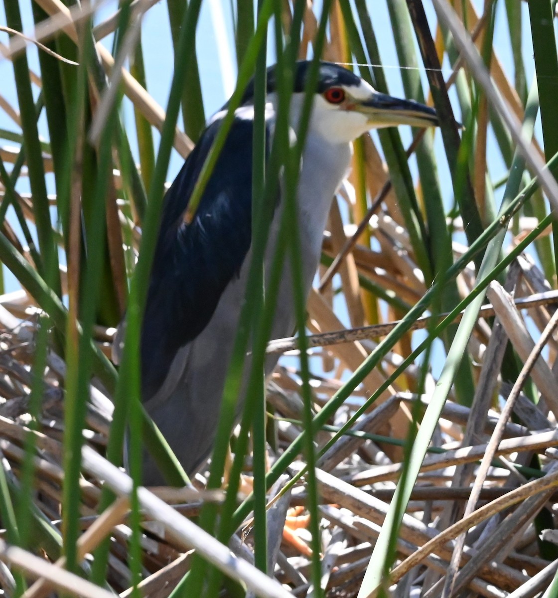 Black-crowned Night Heron - ML641468110