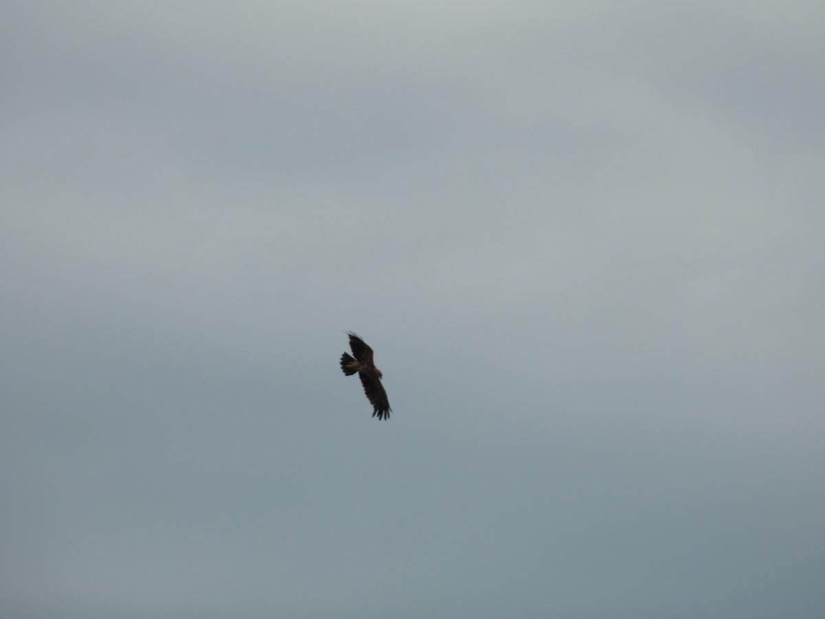 Águila India - ML641468128
