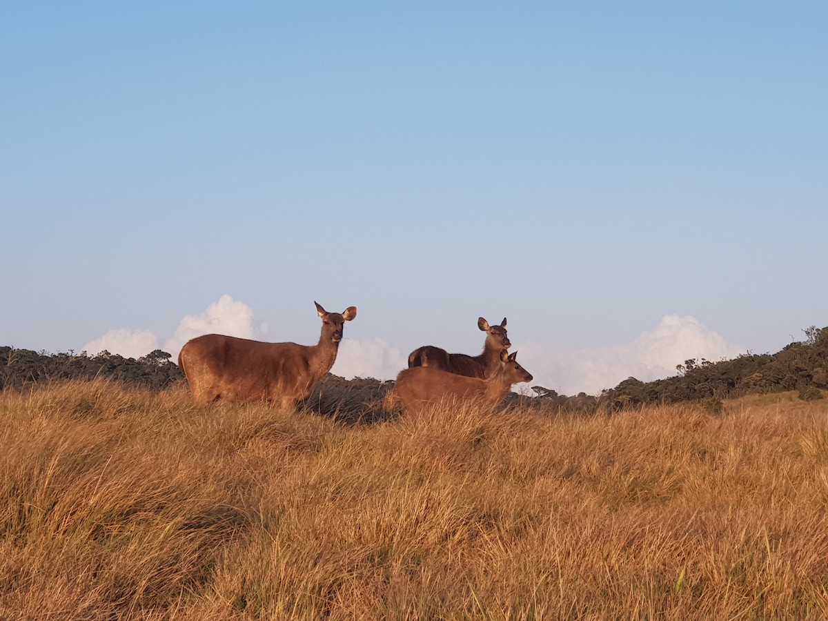 Animals - ML641468146