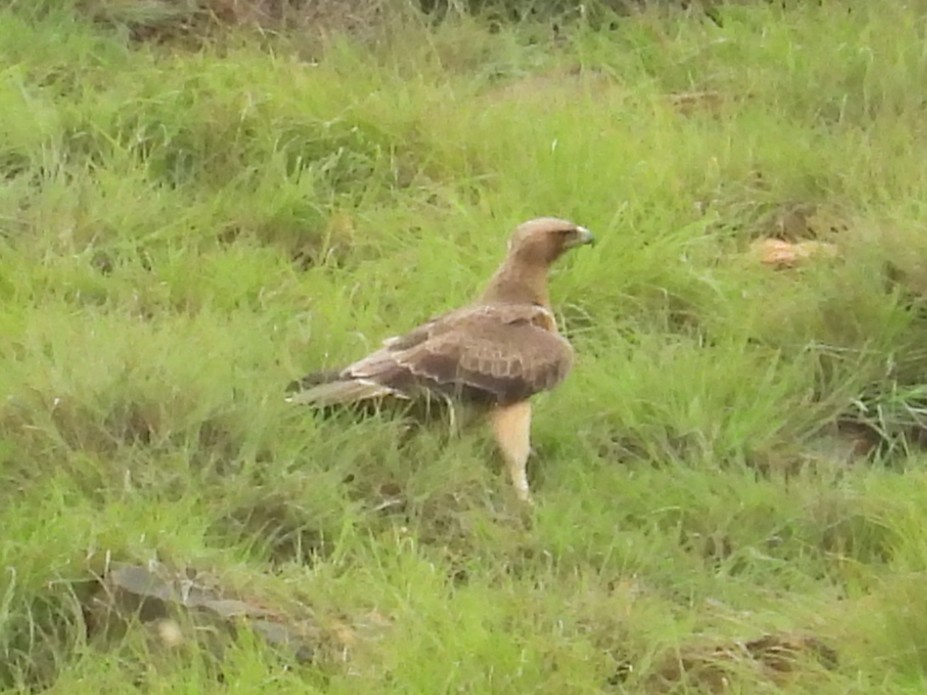 Águila India - ML641468220
