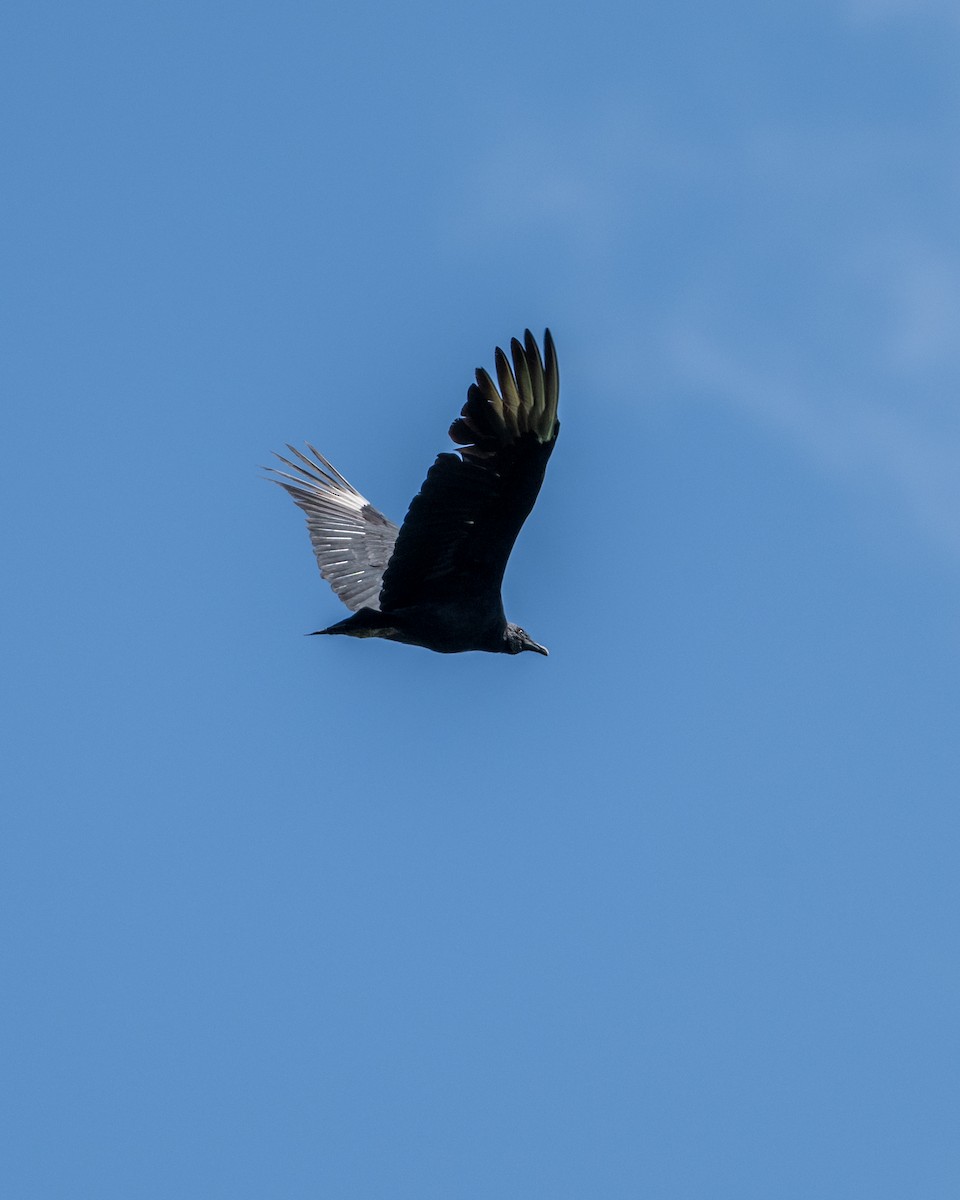 Black Vulture - ML641468226