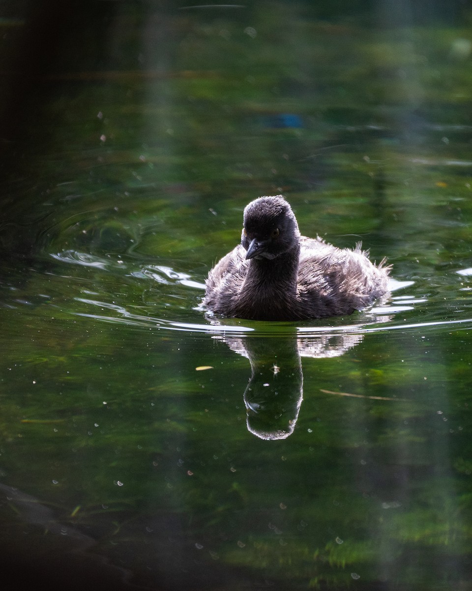 Least Grebe - ML641468234