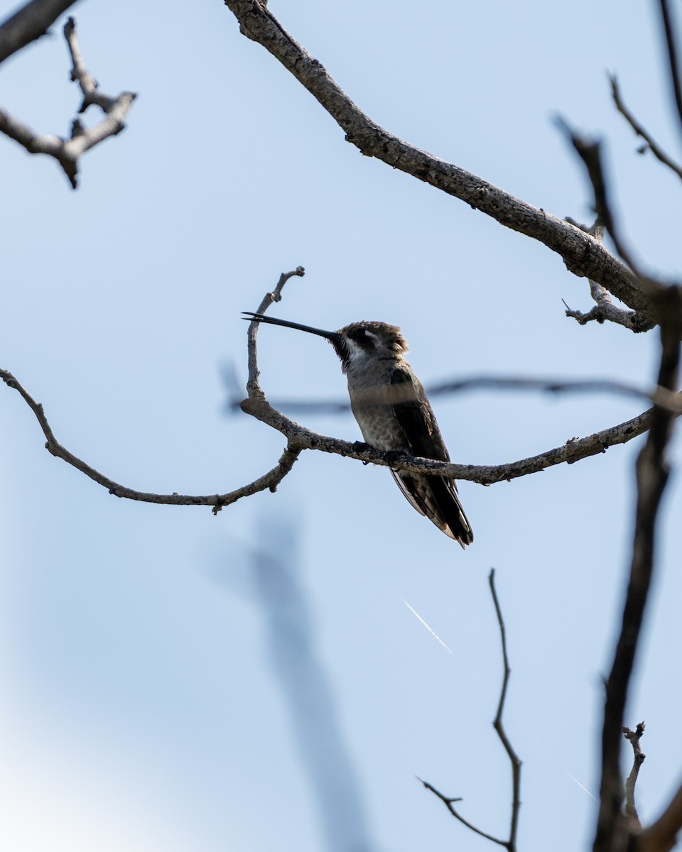 Plain-capped Starthroat - ML641468253