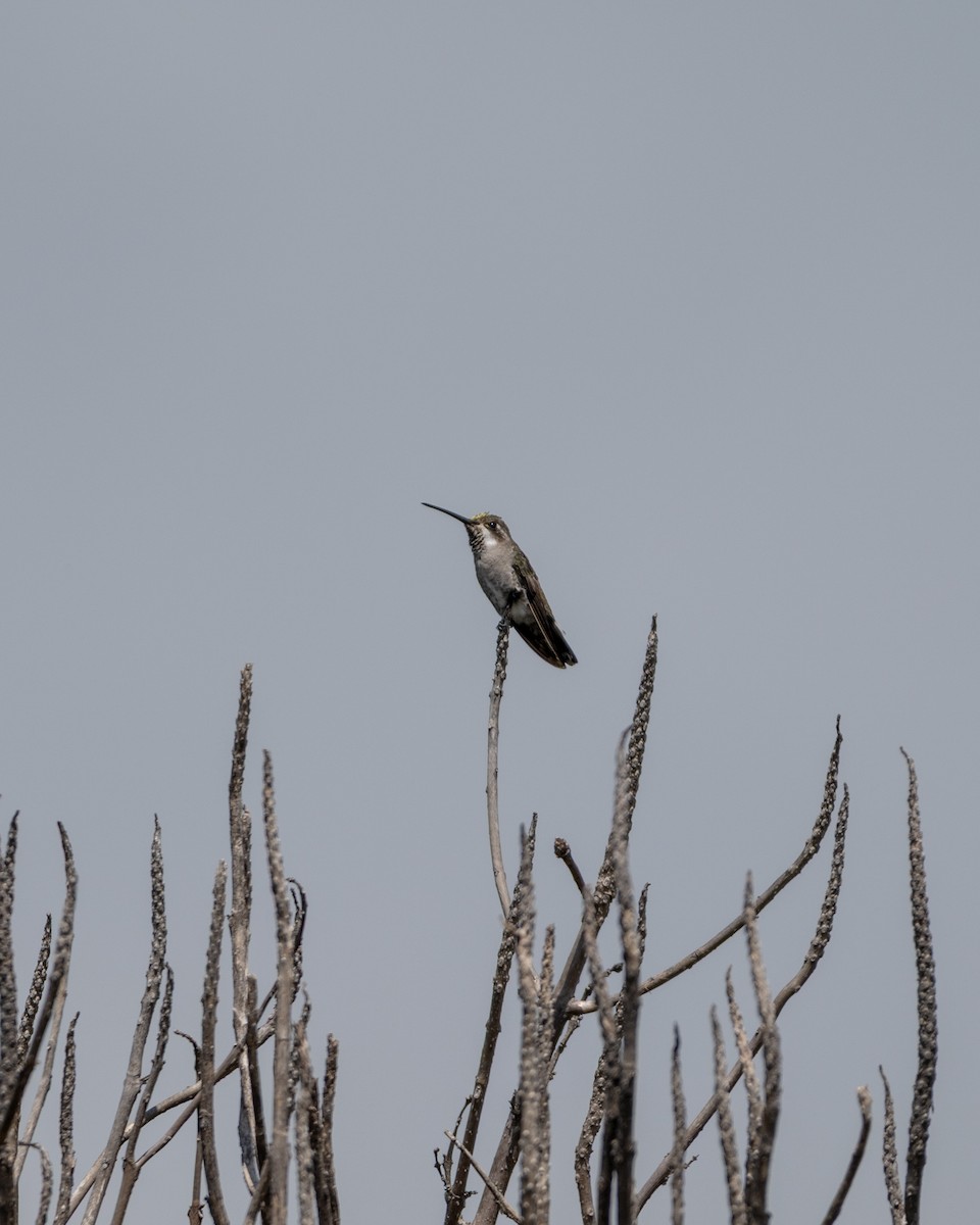 Plain-capped Starthroat - ML641468254