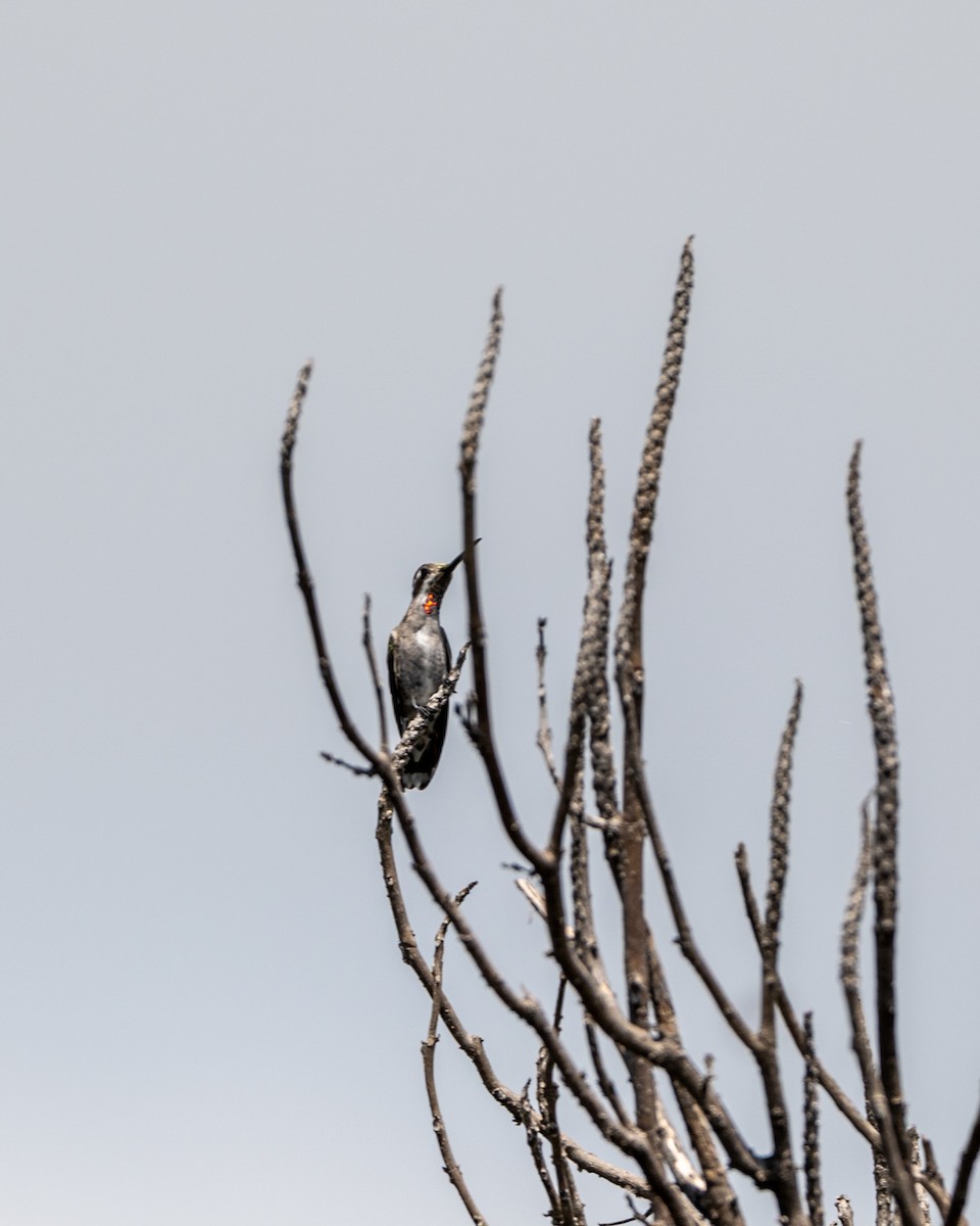 Plain-capped Starthroat - ML641468255
