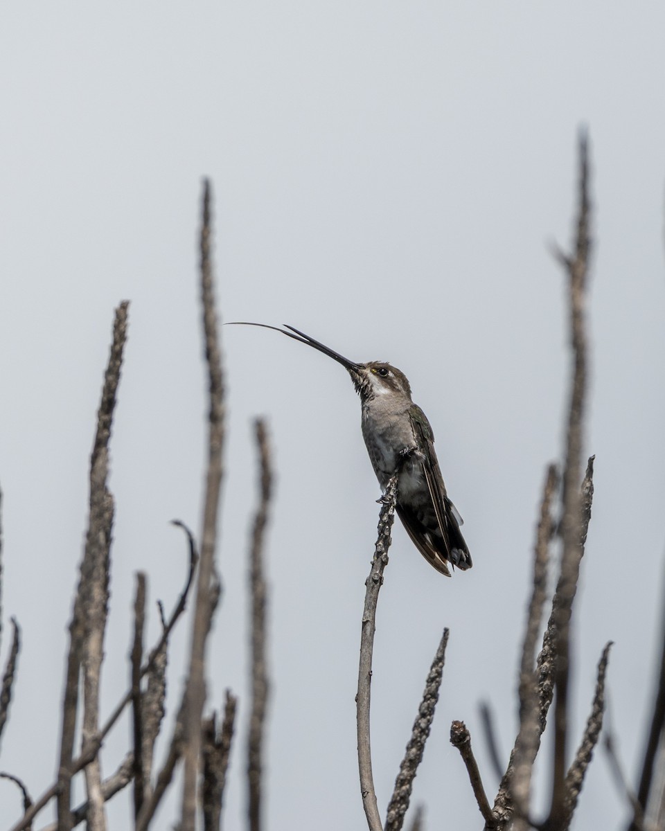 Plain-capped Starthroat - ML641468256