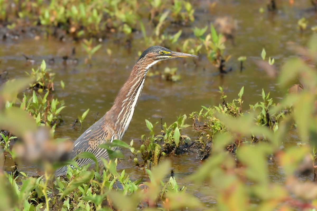 Green Heron - ML641468257