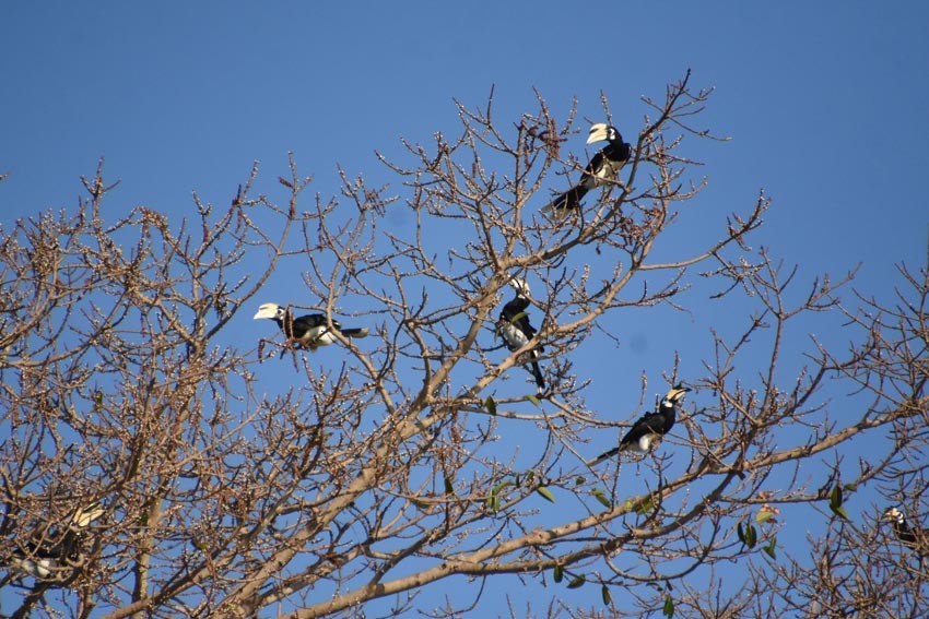 Oriental Pied-Hornbill - ML641468320