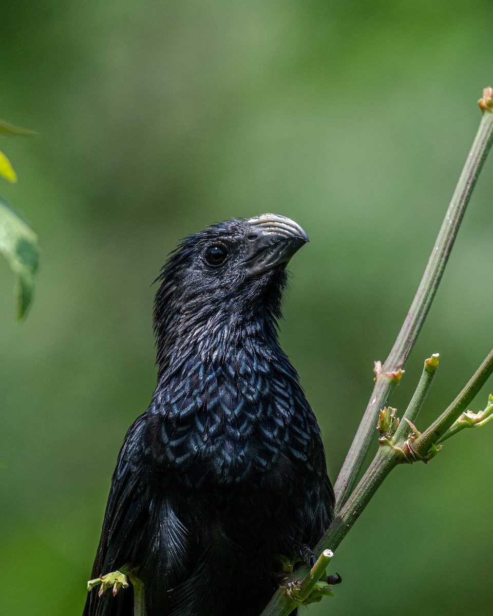 Groove-billed Ani - ML641468324