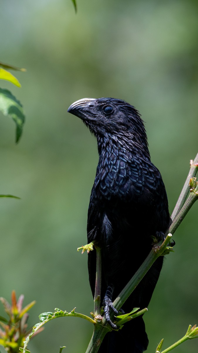 Groove-billed Ani - ML641468325