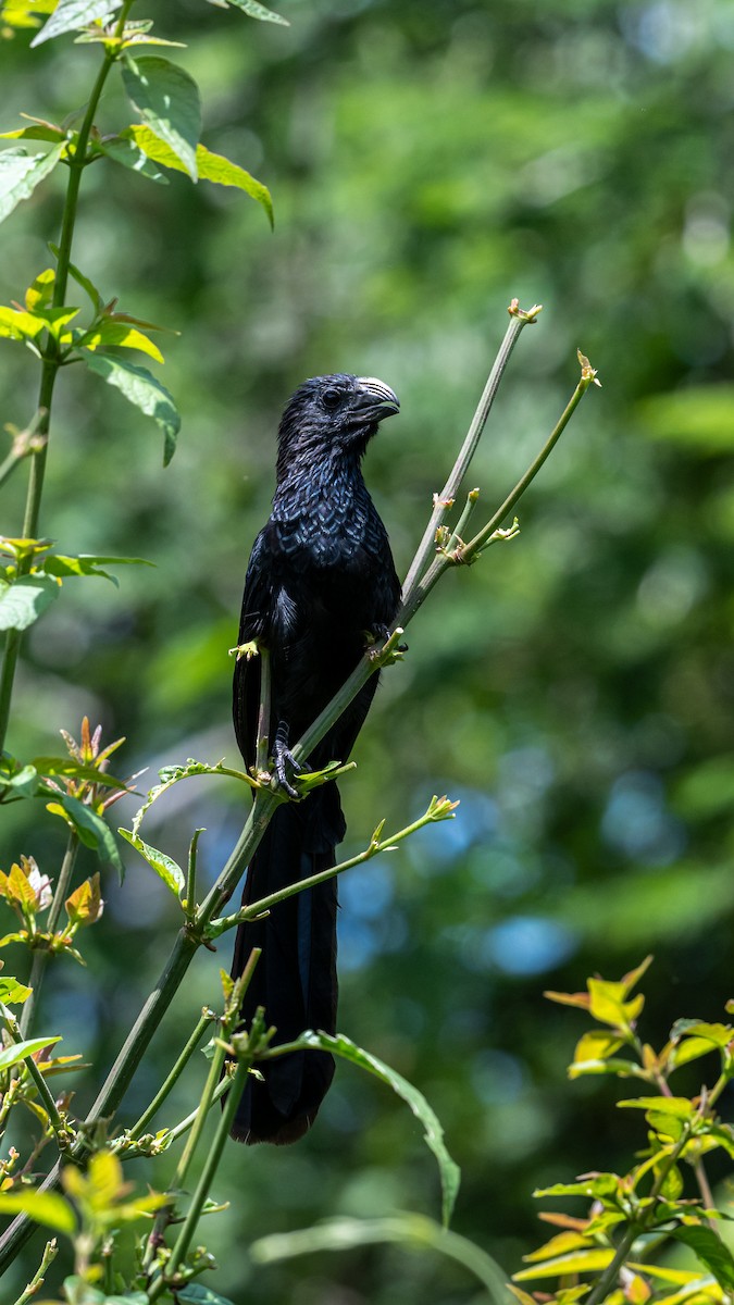 Groove-billed Ani - ML641468326