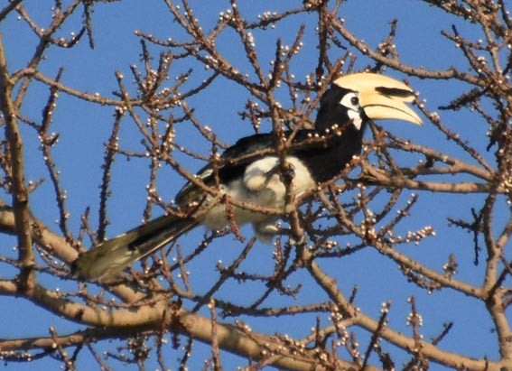 Oriental Pied-Hornbill - ML641468338