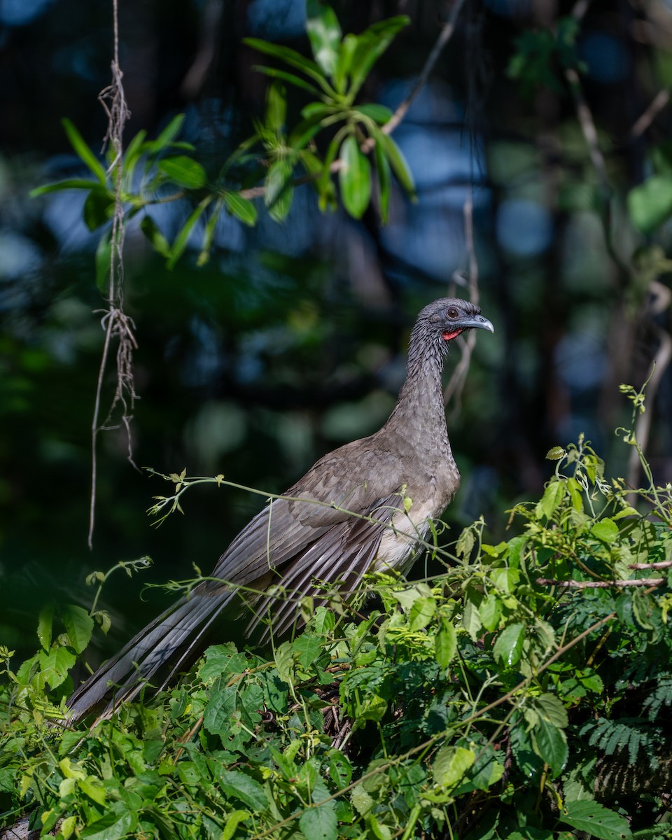 West Mexican Chachalaca - ML641468339