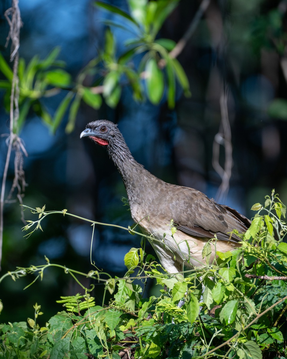 West Mexican Chachalaca - ML641468340