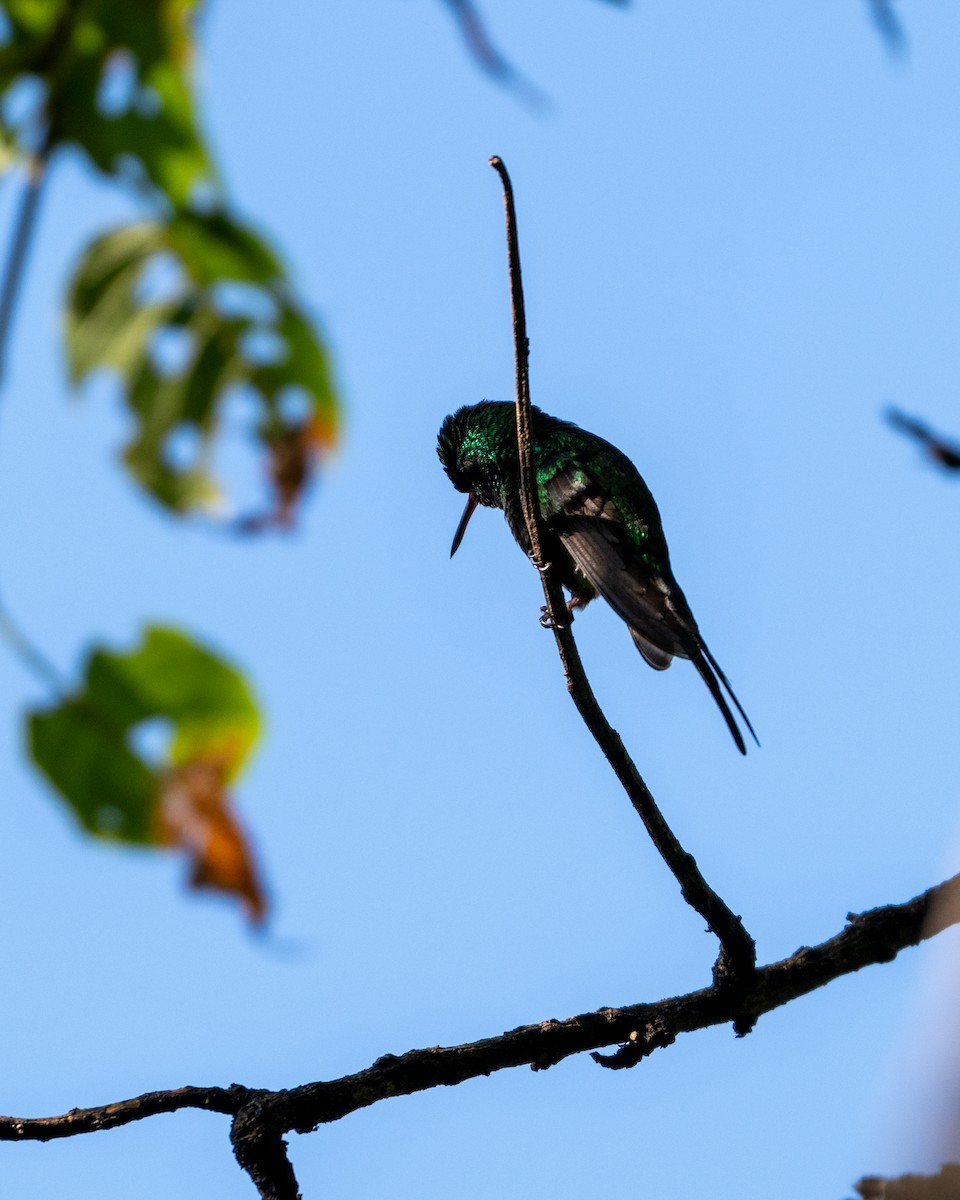 Golden-crowned Emerald - ML641468353
