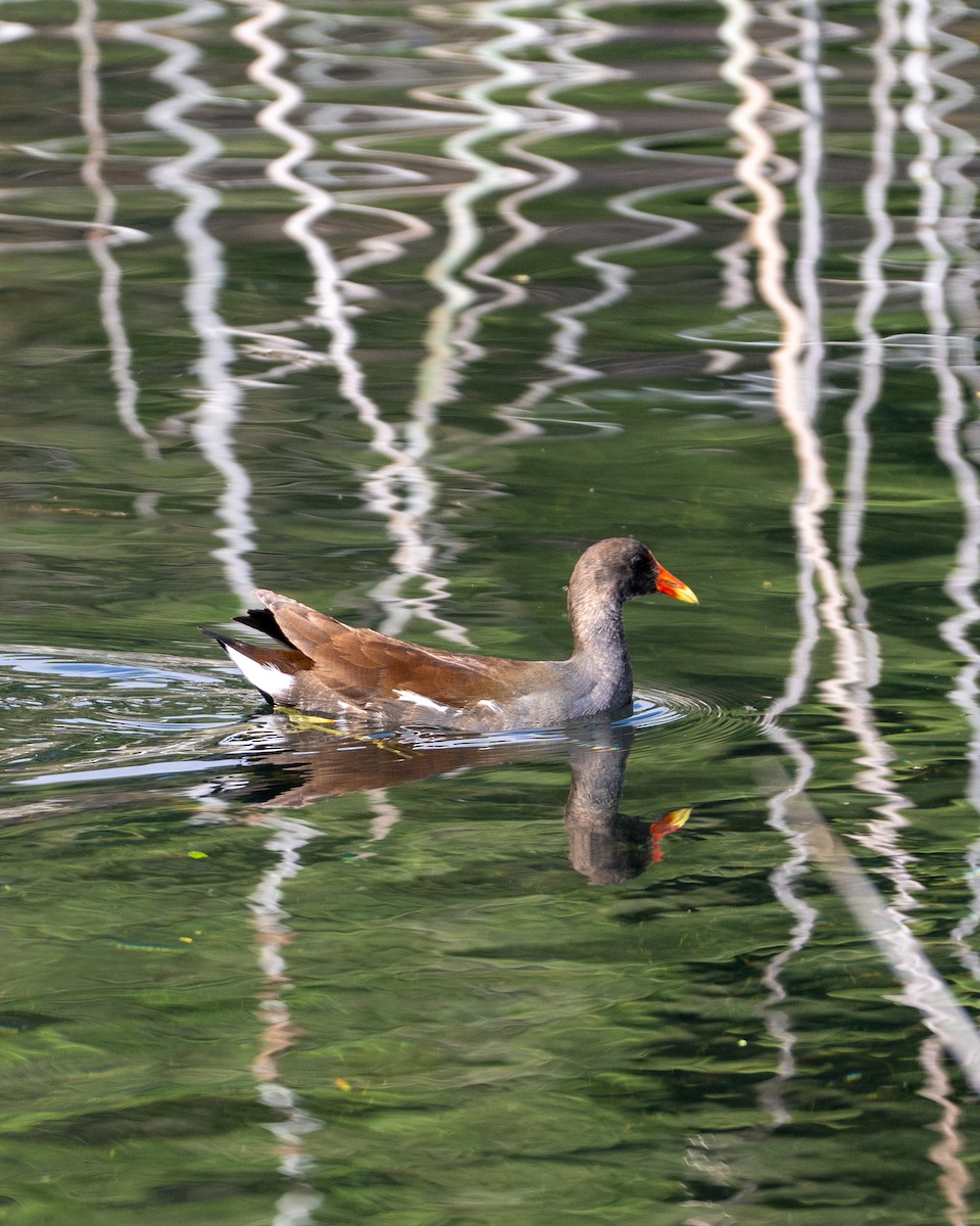 Common Gallinule - ML641468367
