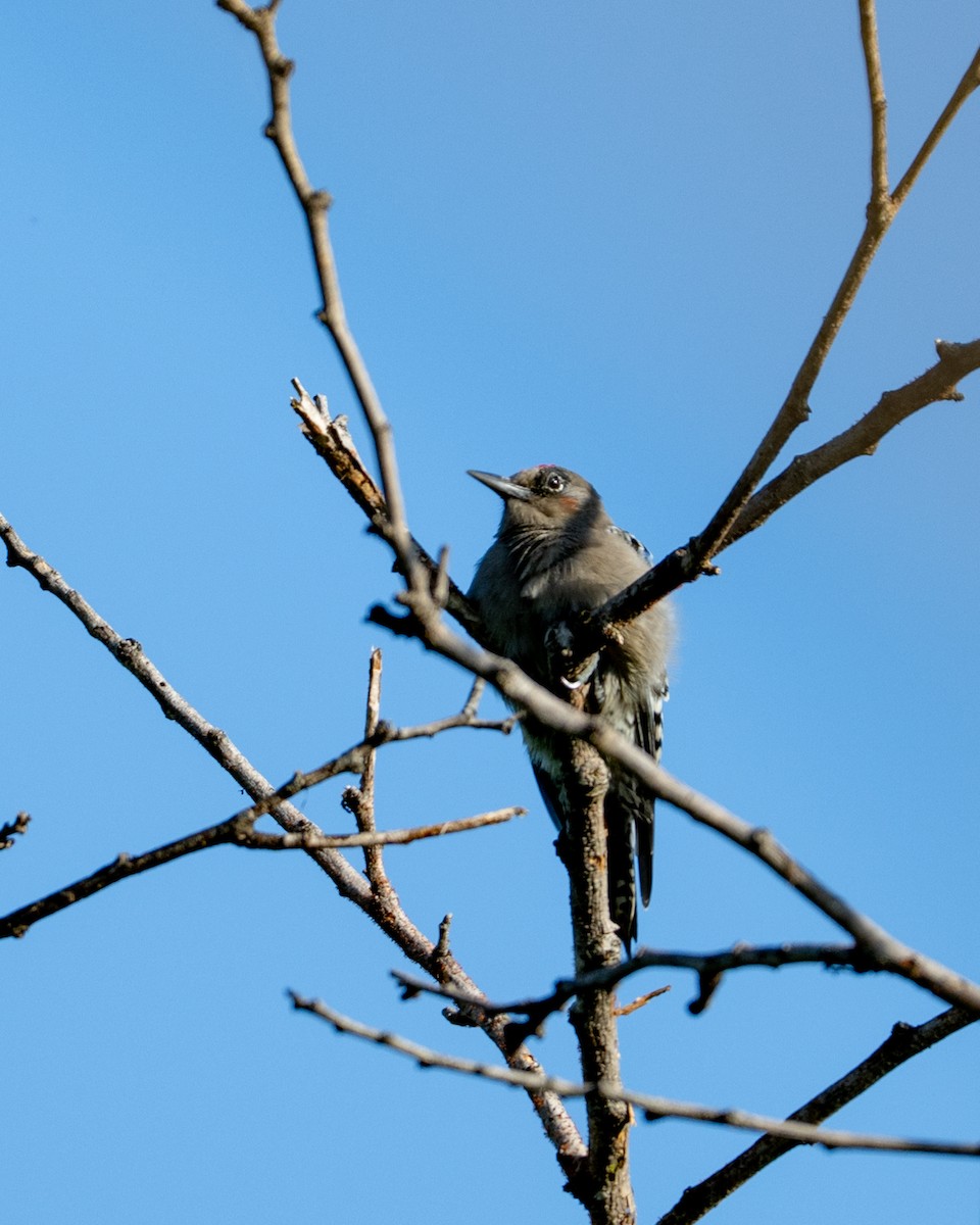 Gray-breasted Woodpecker - ML641468393