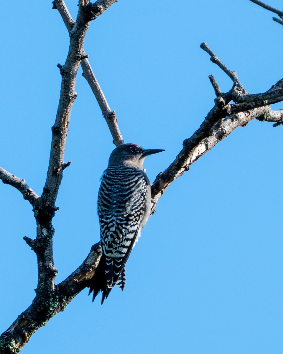 Gray-breasted Woodpecker - ML641468394