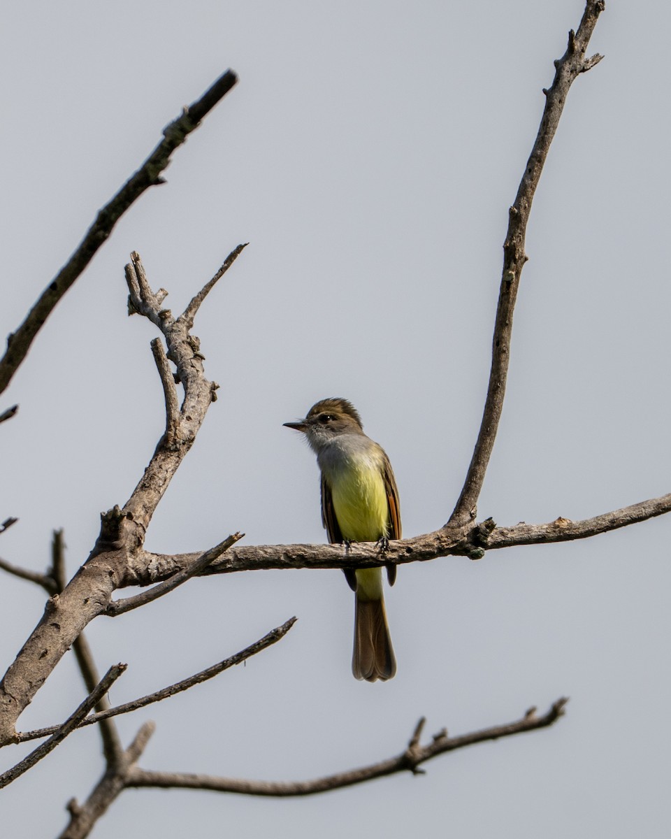 Nutting's Flycatcher - ML641468404