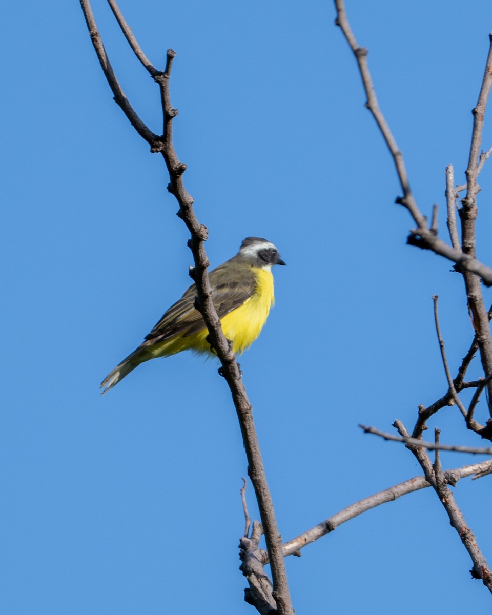 Social Flycatcher - ML641468419
