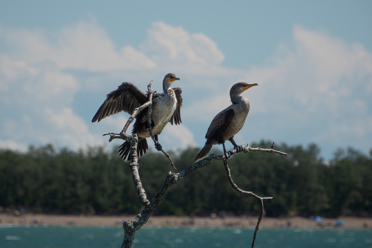 Double-crested Cormorant - ML641468422